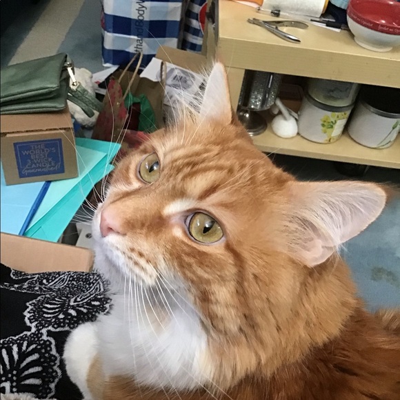 Meet your Posher, K - Picture 4 of 5